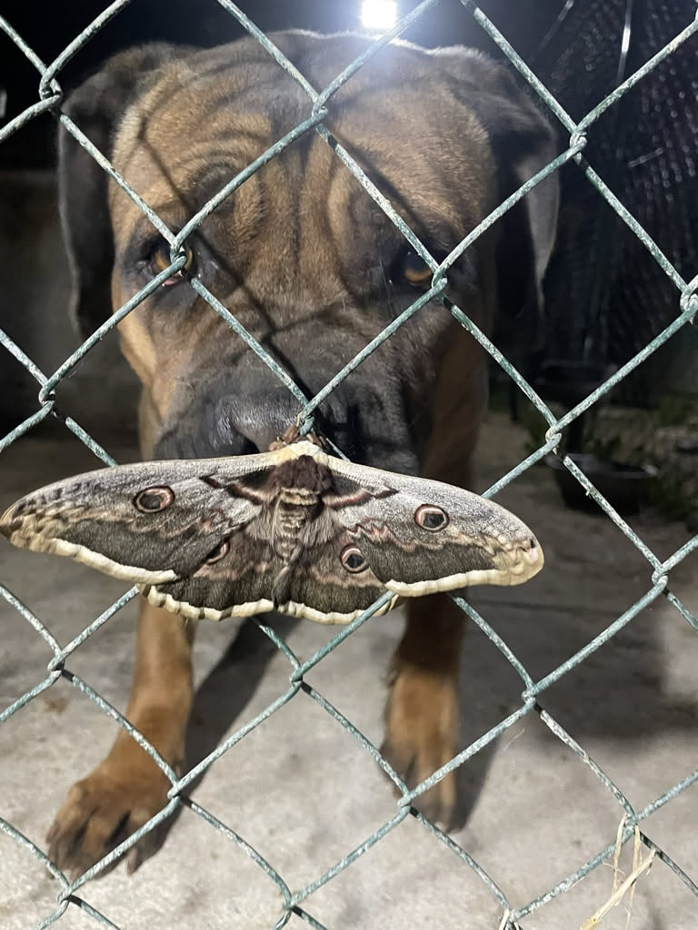 Cane Corso vs Adopción: Qué Debes Saber Antes