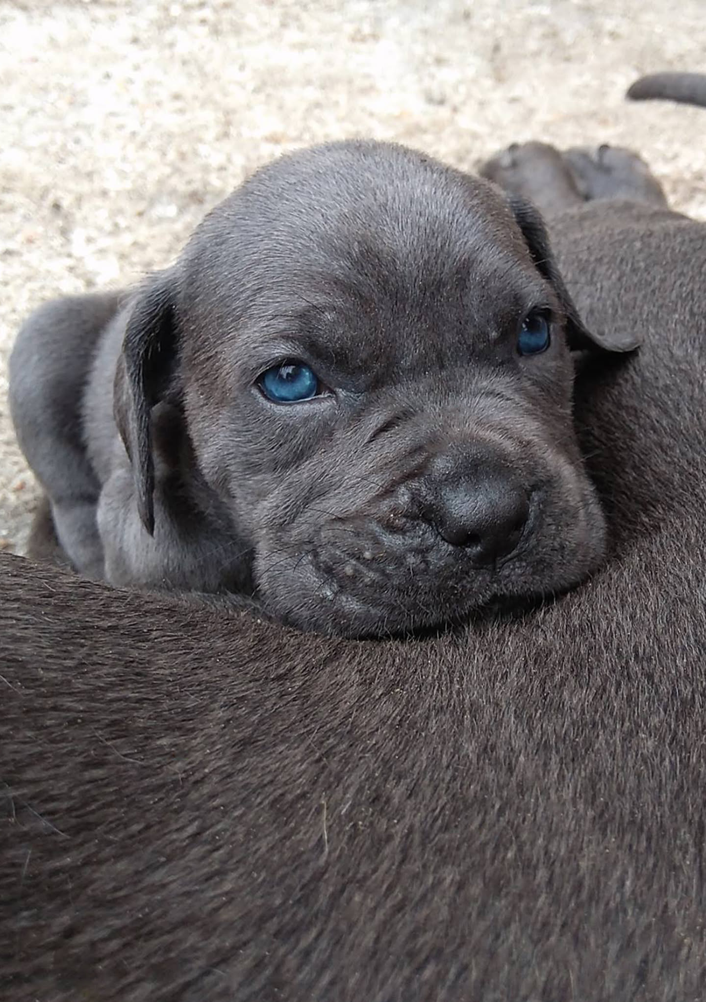 Qué incluye un cachorro de Cane Corso de calidad: Guía Ariston