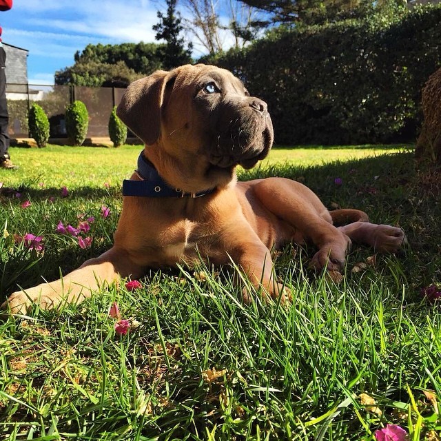 cachorro Cane Corso