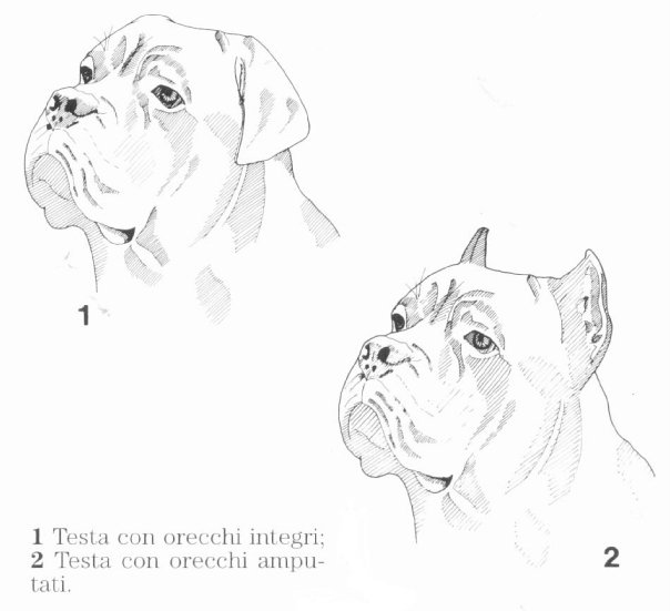 Cráneo Cane Corso