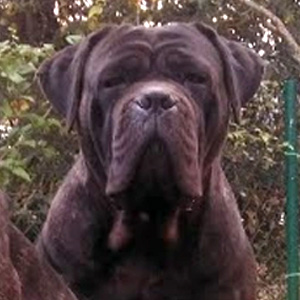 Molly hembra Cane Corso, próxima camada