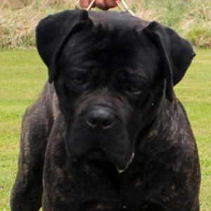 Conor macho de cane corso