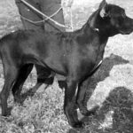 mastín italiano Abab