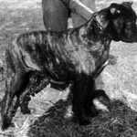 mastín italiano Alke