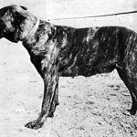 mastín italiano Babak