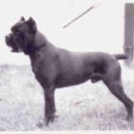 mastín italiano Basir