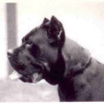 mastín italiano Basir