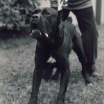 Basir mastín italiano