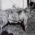 mastín italiano Brina