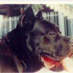 mastín italiano Bulan