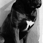 mastín italiano Bulan