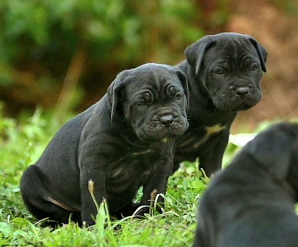 Cane Corso perro guardia para familias.