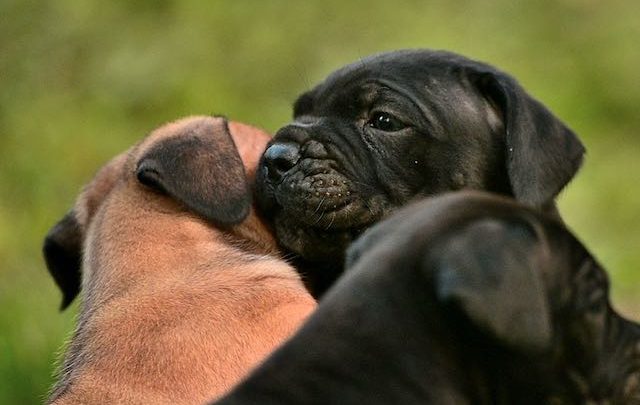 cachorro negro de Cane Corso