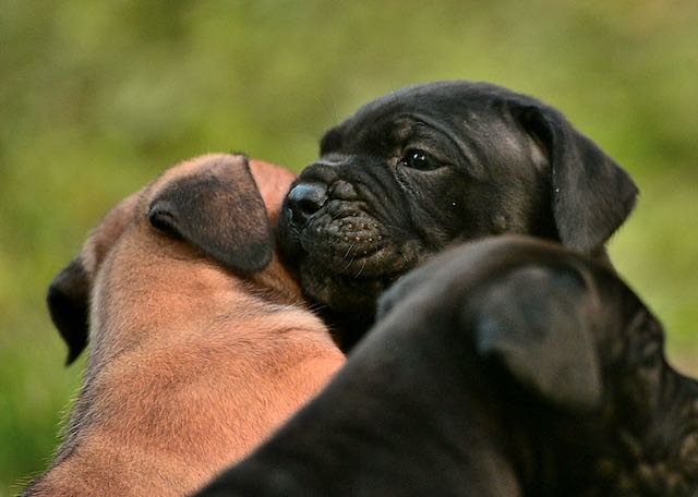 cachorro negro de Cane Corso