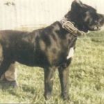 mastín italiano Dauno