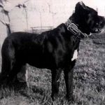 mastín italiano Dauno