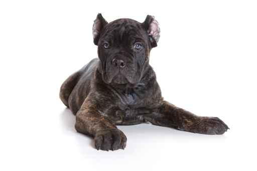 el precio de un Cane Corso