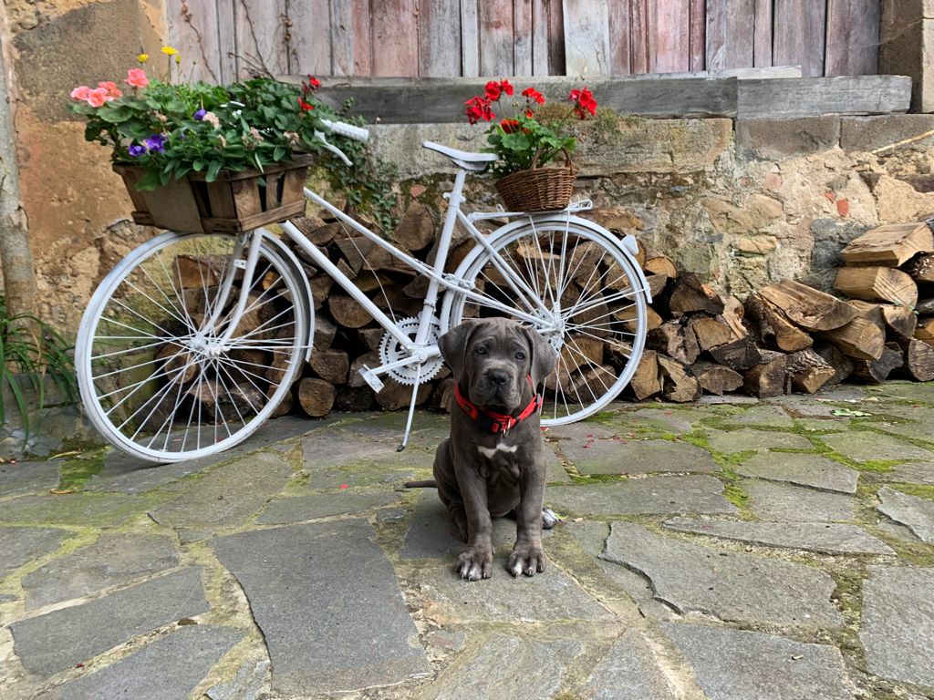 Cane Corso emociones en los animales