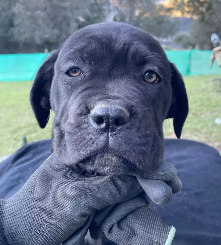 Hembra Cane Corso Nala