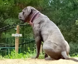 Ingrid Bergman hembra de cane corso