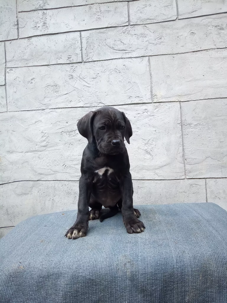 IMG_20241110_155407_2