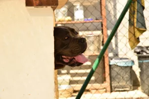 hembra de cane corso Ingrid Bergman