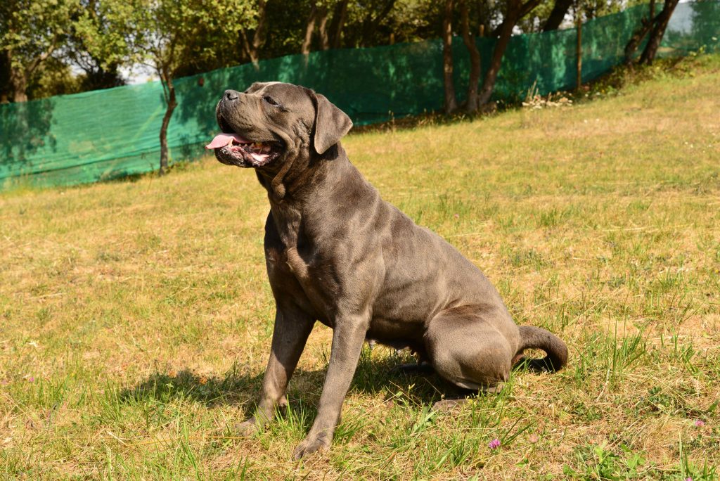 hembra de cane corso italiano