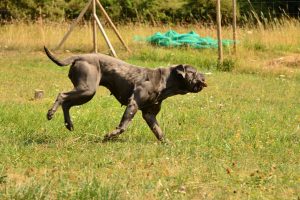 hembra de cane corso italiano