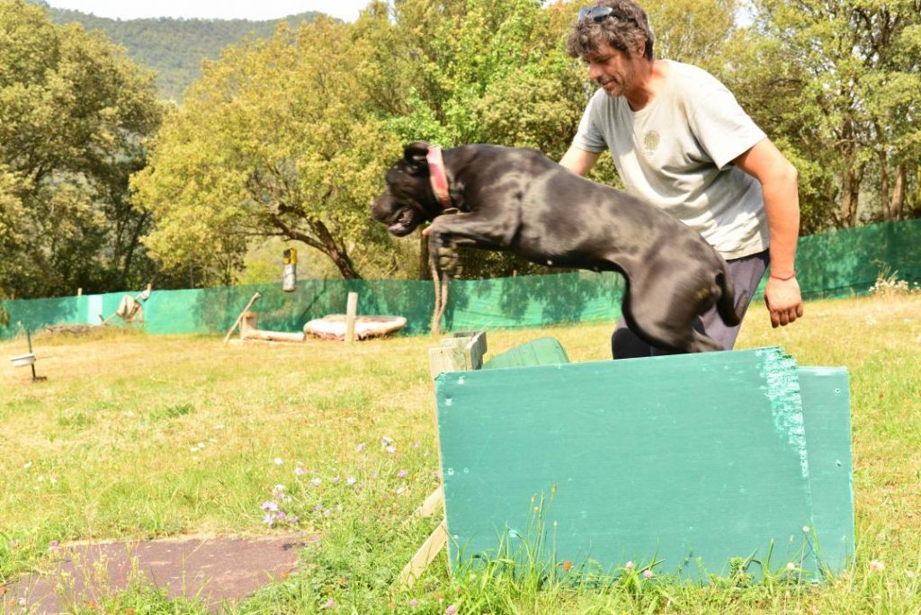 Cómo elegir un Cane Corso como perro de guardia