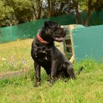 Cane Corso italiano negro