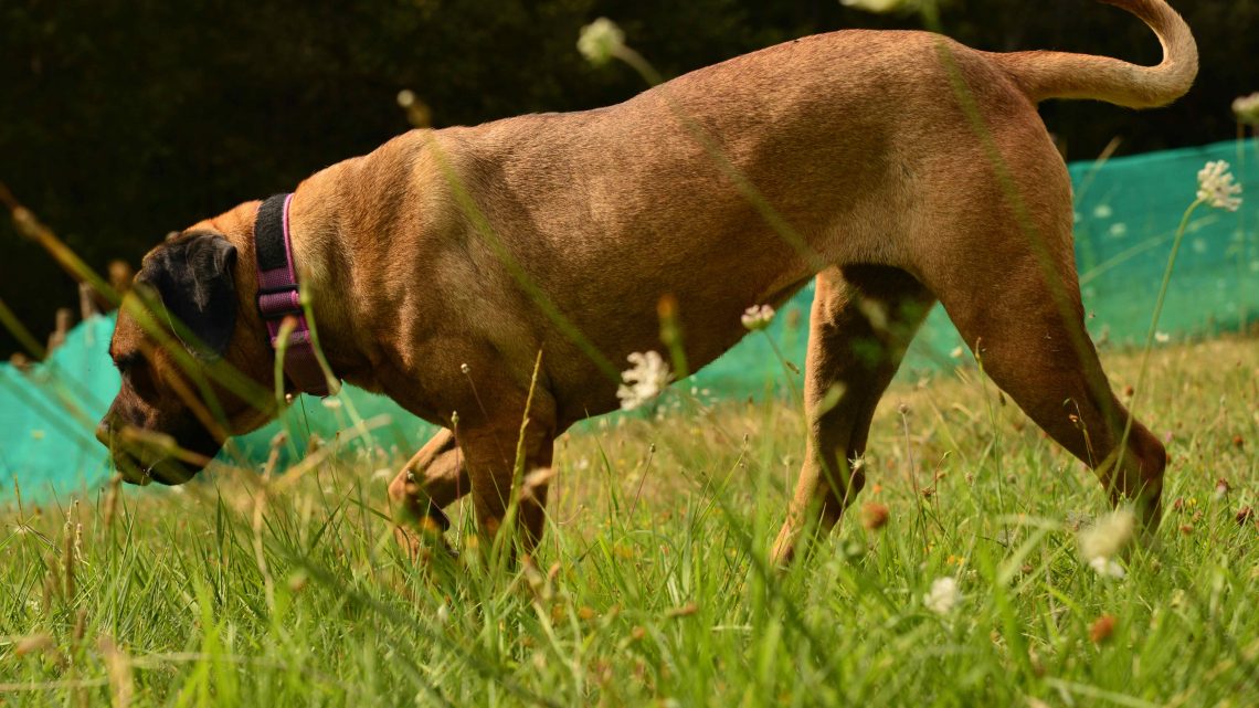 hembra de cane corso italiano Kawasaki