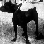 mastín italiano Mirak