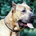 mastín italiano Nikla