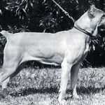 mastín italiano Nikla