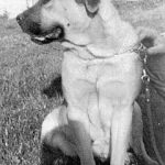 mastín italiano Tipsi