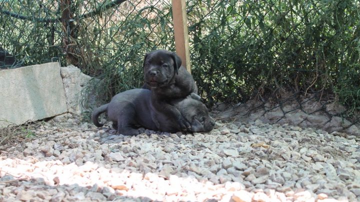cachorro de cane corso