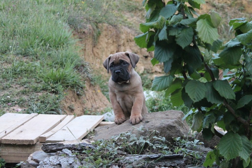 cachorro de cane corso italiano