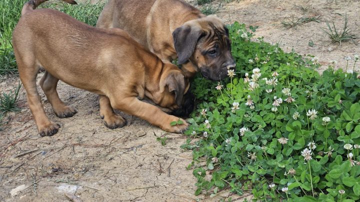 Perros de Búsqueda y Rescate