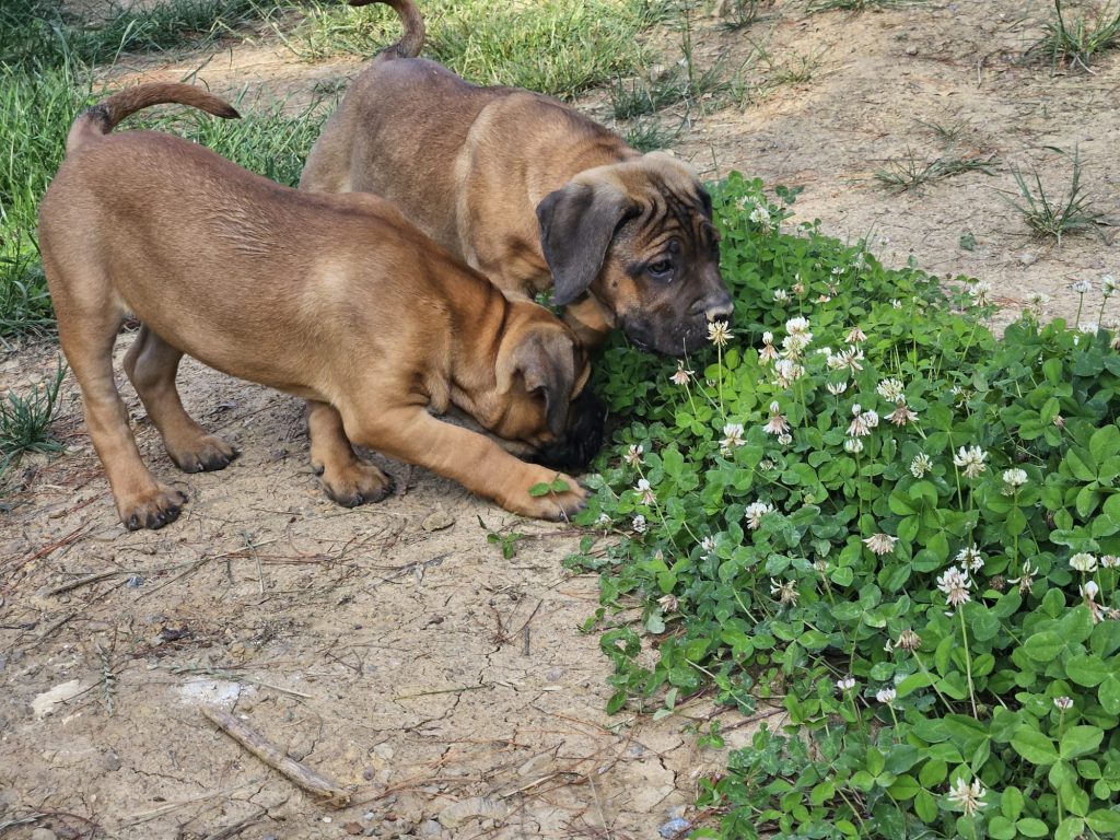 Perros de Búsqueda y Rescate