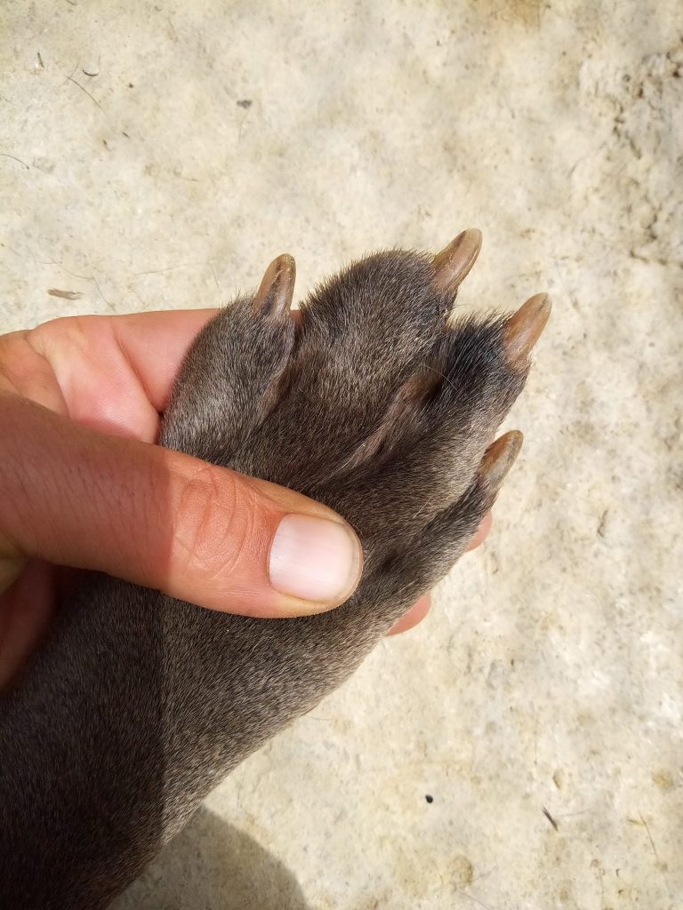 corte de uñas en perros