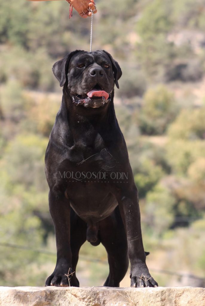 Cane Corso italiano negro