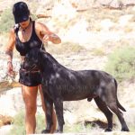 Cane Corso italiano negro