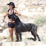 Cane Corso italiano negro