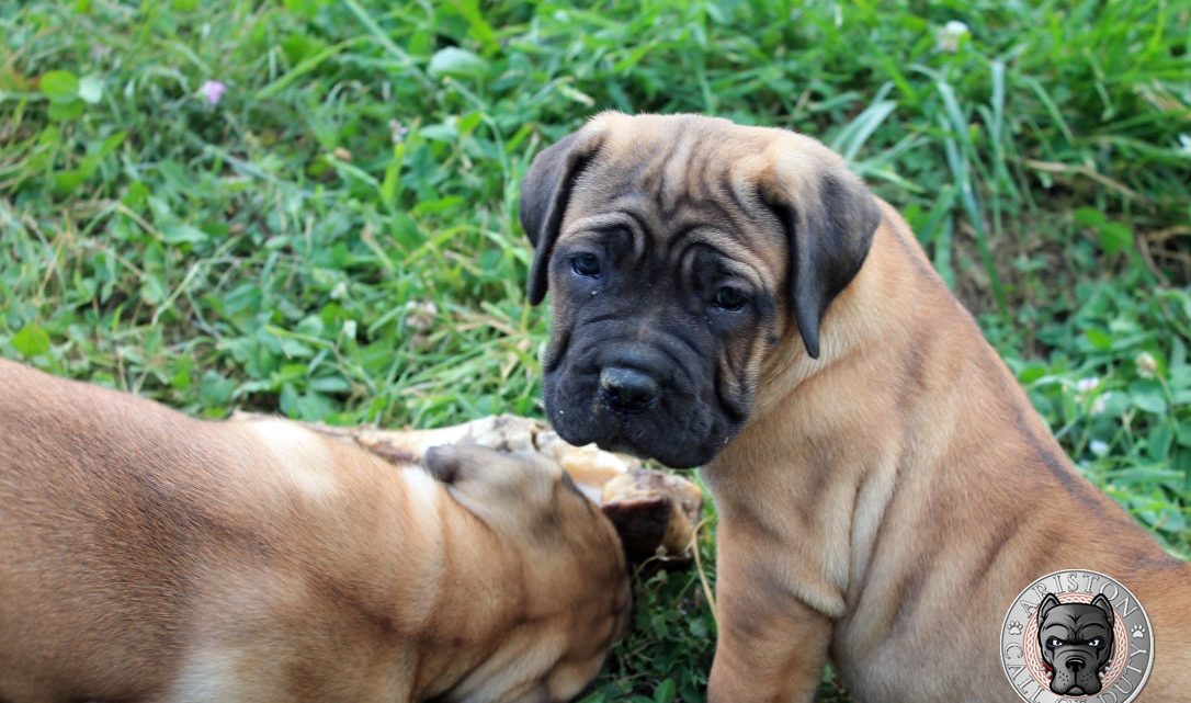 Cachorros de Cane Corso Italiano