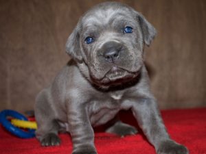 cachorros de cane corso gris