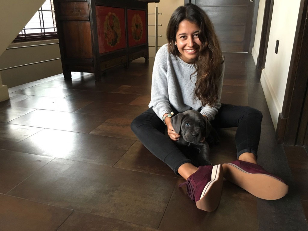 cachorros de cane corso gris