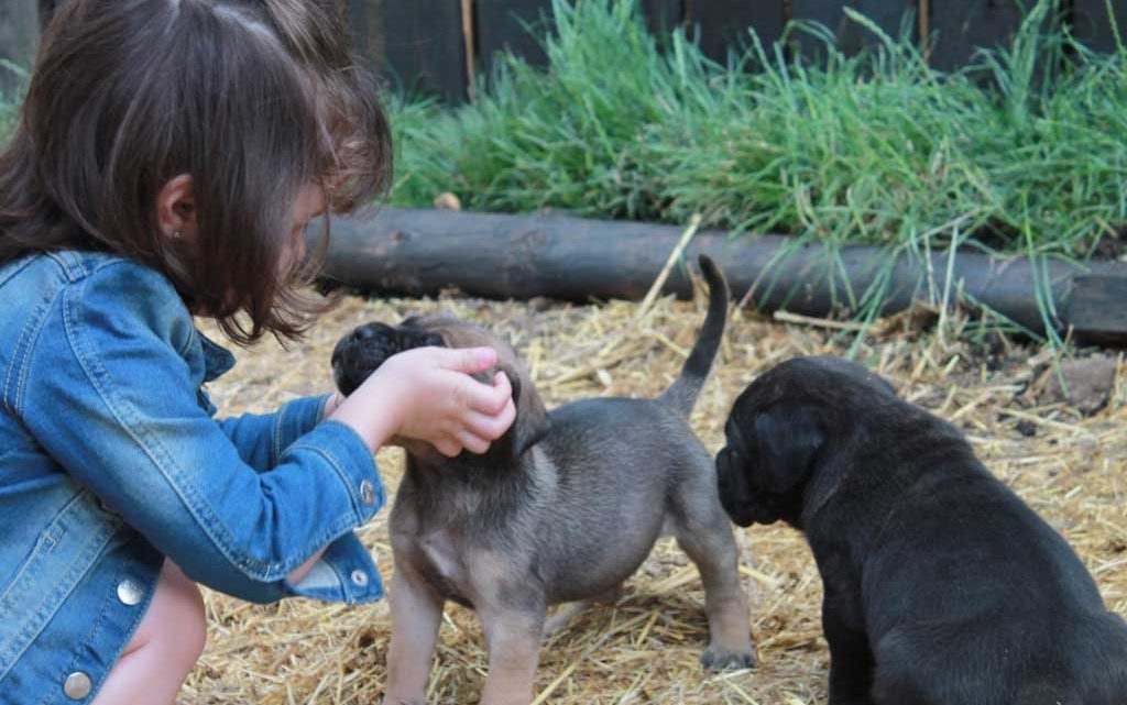 cachorros de cane corso gris