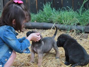 cachorros de cane corso gris