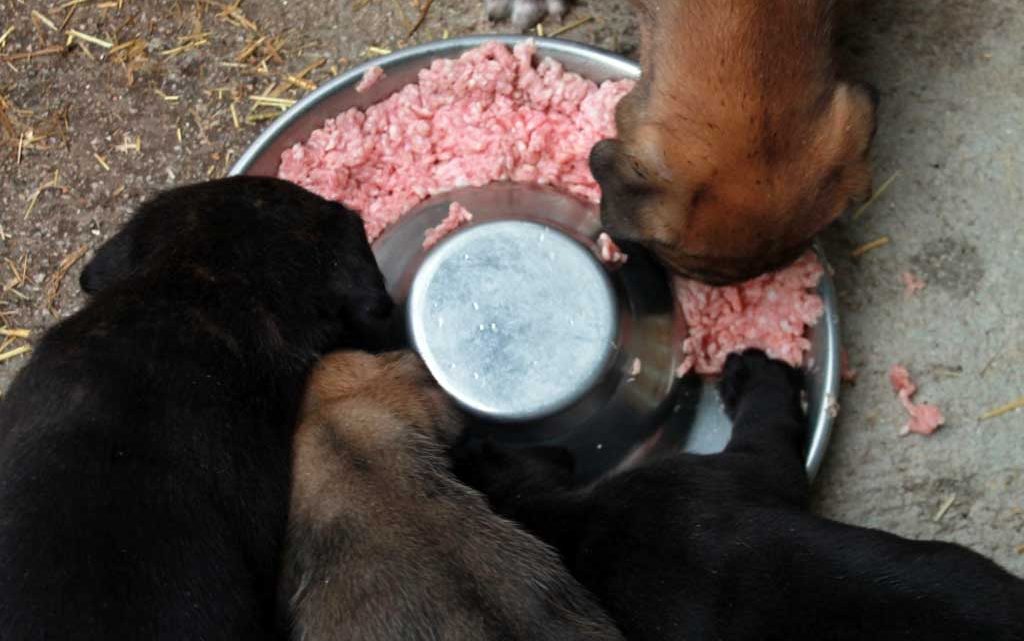 cachorros de cane corso gris