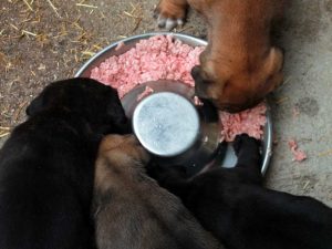 cachorros de cane corso gris